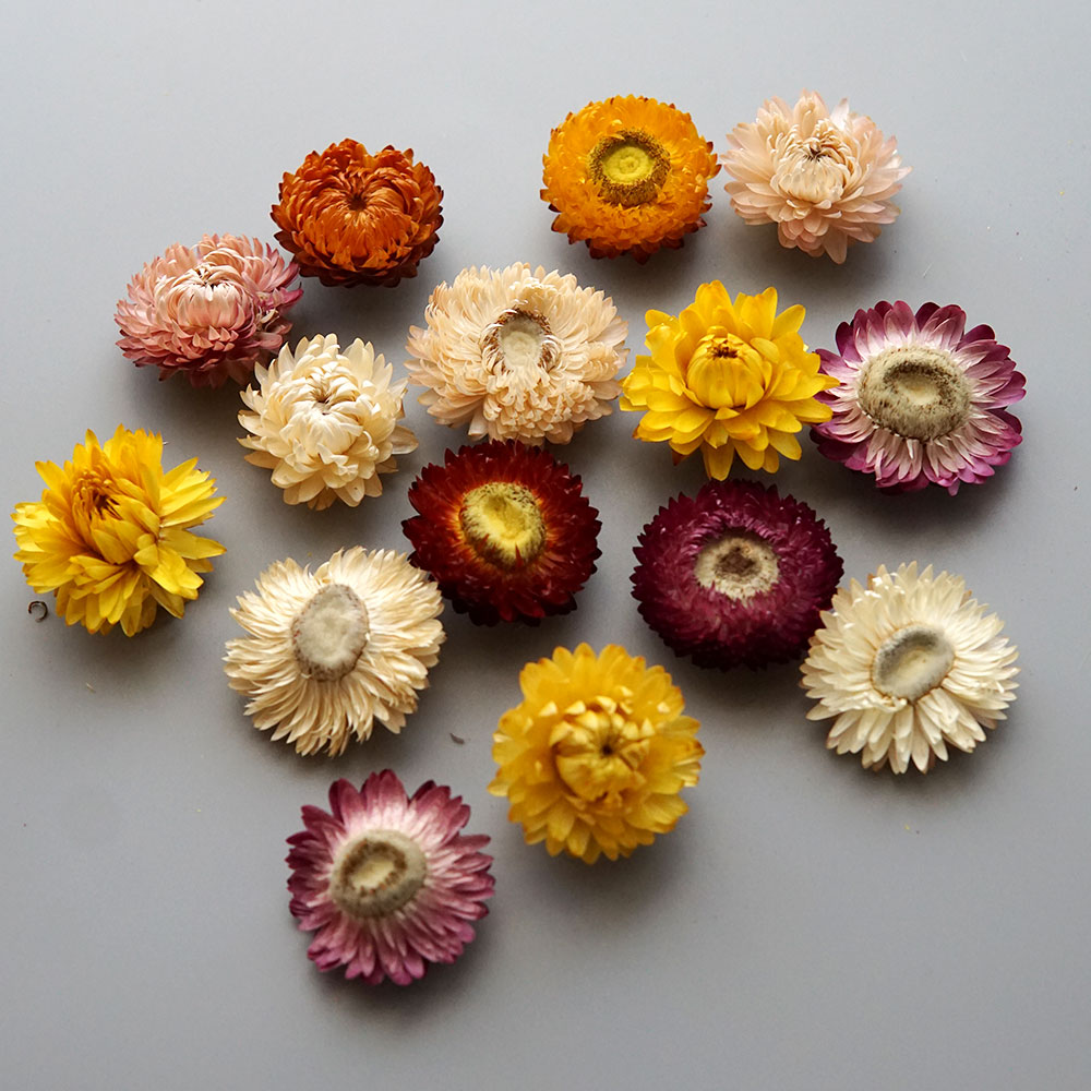 Natural Dried Colorful Chrysan - đánh giá và giá Baby Products For 1 Year Old
